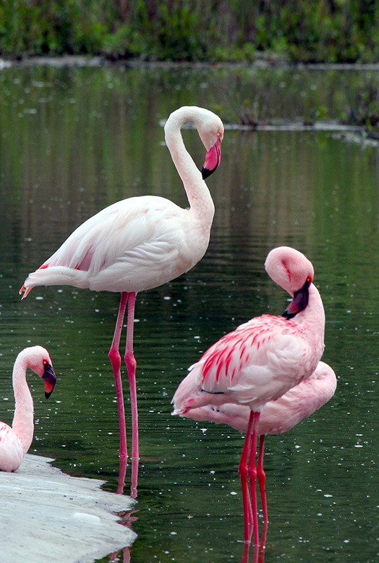 Flamingos
