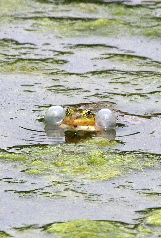 "Dicke Backen Musik" im Teich
