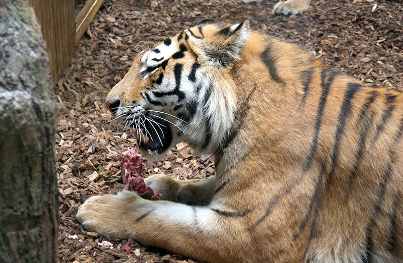 Mahlzeit 
