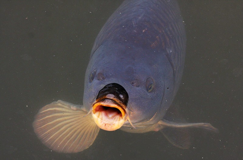 Auch ein Fisch braucht mal frische Luft
