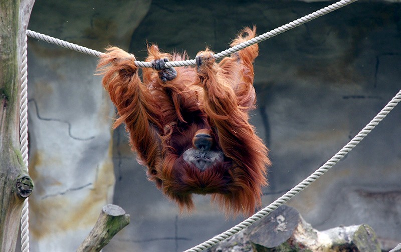 Orang-Utan an der Schaukel
