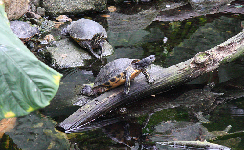 SchildkrÃ¶ten
