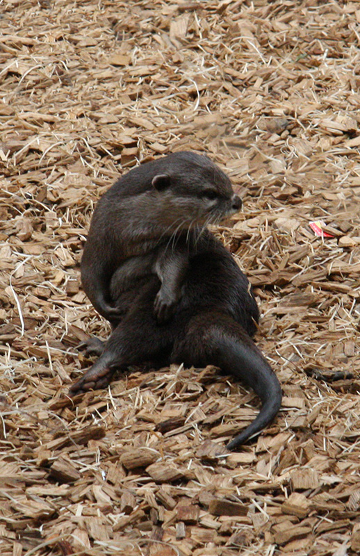 Otter 
