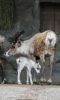Filename=03.JPG
Filesize=184KiB
Dimensions=481x800
Date added=May 22, 2013 03.JPG