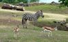 Filename=11.JPG
Filesize=205KiB
Dimensions=800x500
Date added=May 22, 2013 11.JPG
