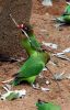 Filename=12.JPG
Filesize=173KiB
Dimensions=516x800
Date added=May 22, 2013 12.JPG
