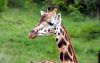Filename=13.JPG
Filesize=101KiB
Dimensions=800x506
Date added=May 22, 2013 13.JPG