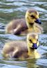 Filename=16.JPG
Filesize=137KiB
Dimensions=565x800
Date added=May 22, 2013 16.JPG