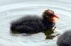 Filename=22.JPG
Filesize=107KiB
Dimensions=800x524
Date added=May 22, 2013 22.JPG