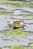 Filename=28.JPG
Filesize=141KiB
Dimensions=544x800
Date added=May 22, 2013 28.JPG