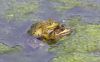 Filename=40.JPG
Filesize=124KiB
Dimensions=800x496
Date added=May 22, 2013 40.JPG